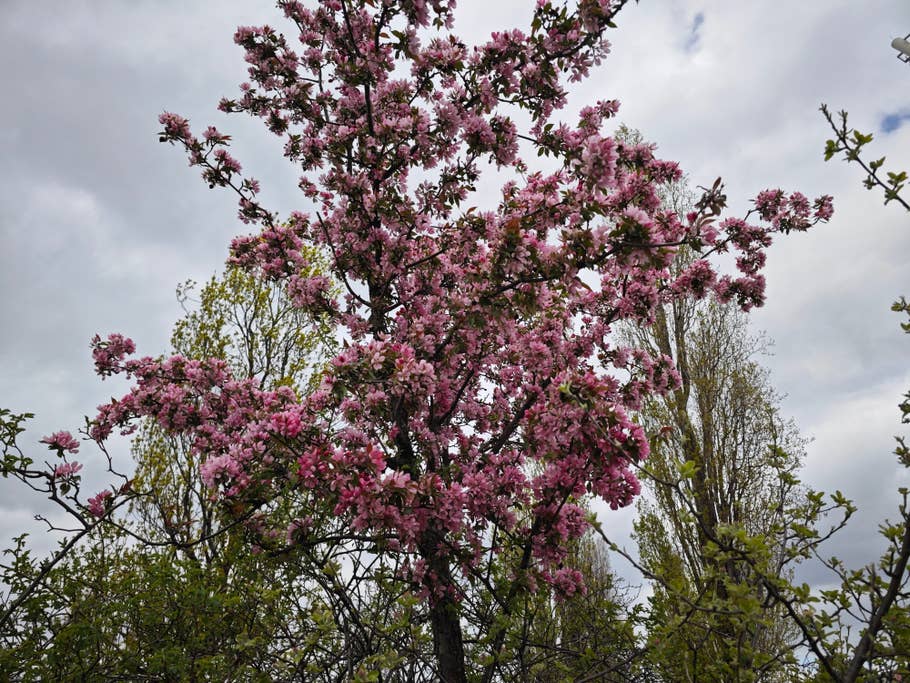 Testfotos geschossen mit der Ultra-Kamera des Xiaomi 13 Ultra