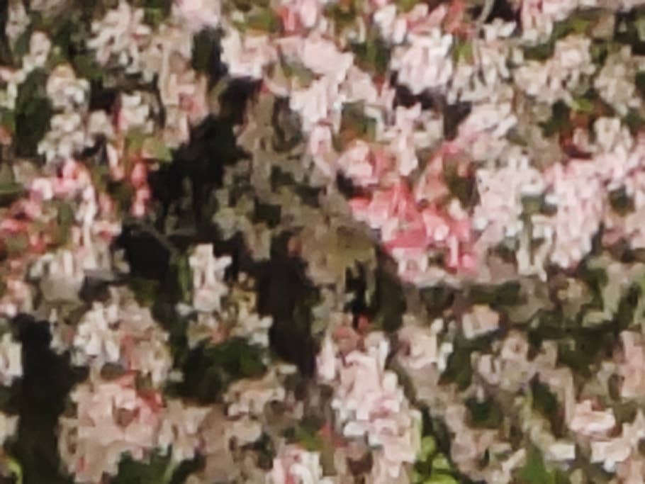 Testfotos geschossen mit der Ultra-Kamera des Xiaomi 13 Ultra