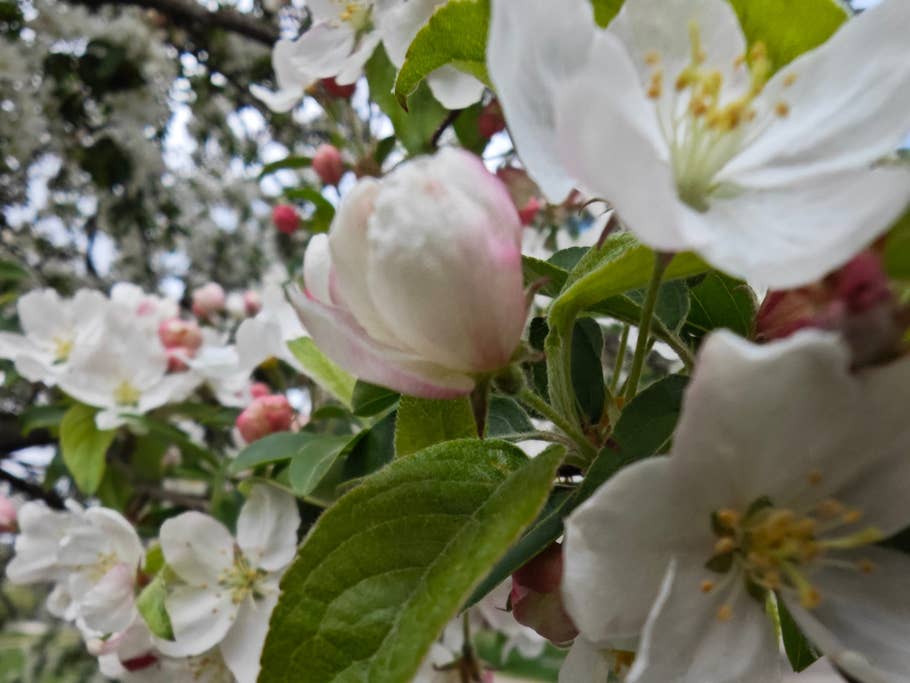 Testfotos geschossen mit der Ultra-Kamera des Xiaomi 13 Ultra