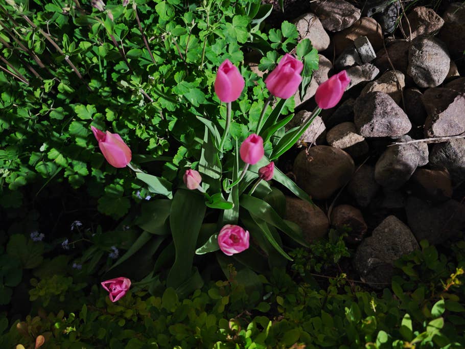 Testfotos geschossen mit der Ultra-Kamera des Xiaomi 13 Ultra