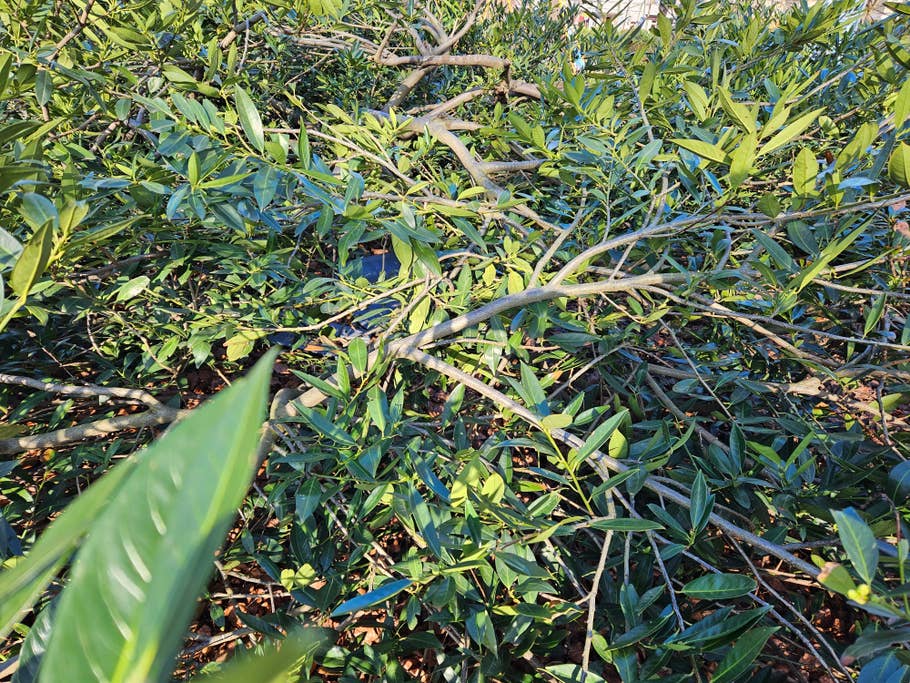 Samsung Galaxy S23 Testfoto