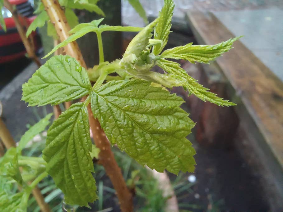 Samsung Galaxy A34 Beispiel-Foto