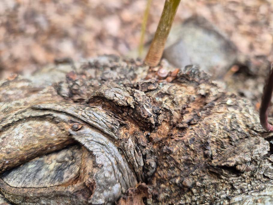 Testfotos erstellt mit der Kamera des Samsung Galaxy S24