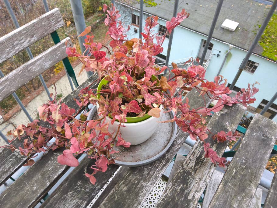 Samsung Galaxy Tab S10+: Hauptkamera.