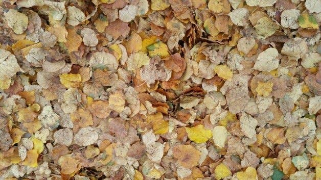 samsung,galaxy,note,4,test,foto,kamera