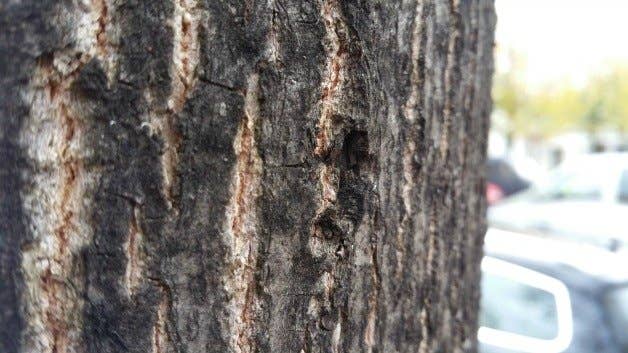 samsung,galaxy,note,4,test,foto,kamera