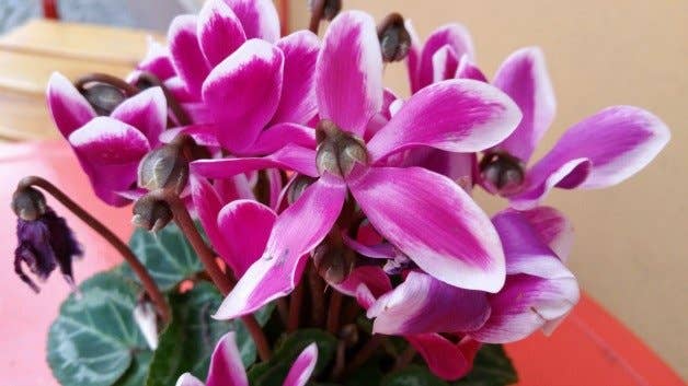 samsung,galaxy,note,4,test,foto,kamera