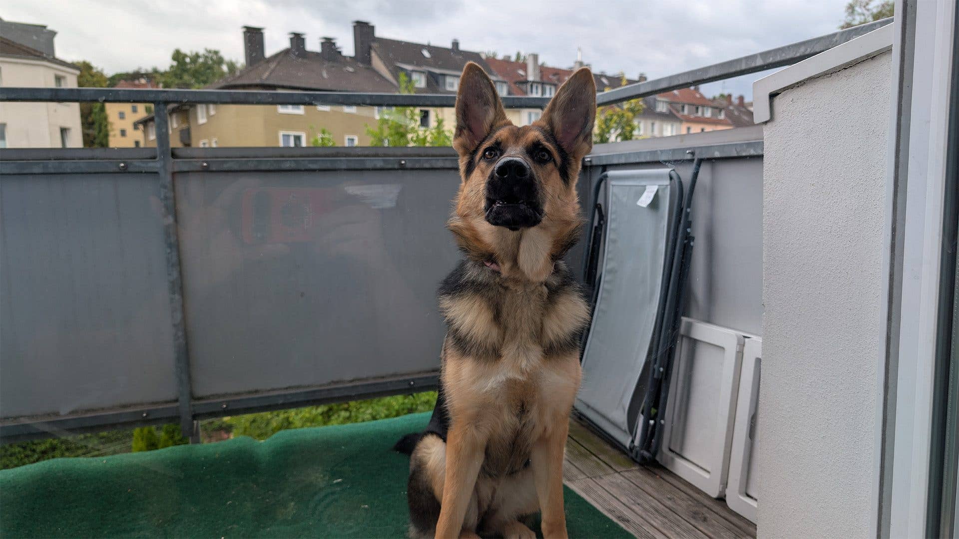 Ein Deutscher Schäferhund sitzt auf einem Balkon mit einem grünen Matten und Gebäuden im Hintergrund.