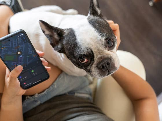 GPS-Tracker f&uuml;r Hunde & Katzen: Die besten Modelle im Vergleich