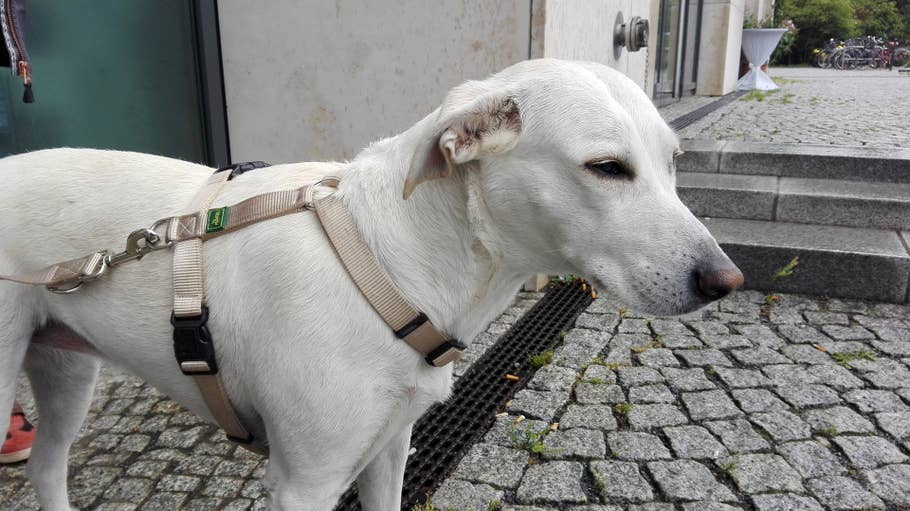 Testbild vom Huawei P8 Lite