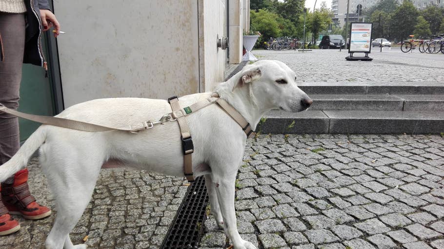 Testbild vom Huawei P8 Lite