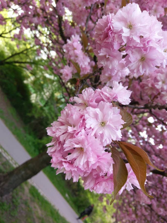 Aufgenommen mit der 12-Megapixel-Hauptkamera des HTC 10