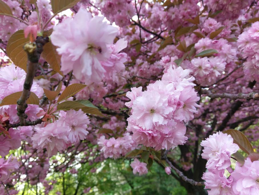 Aufgenommen mit der 12-Megapixel-Hauptkamera des HTC 10