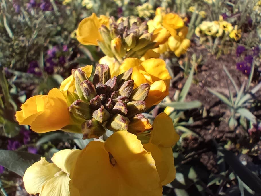 Oppo Find X5 Lite makrokamera