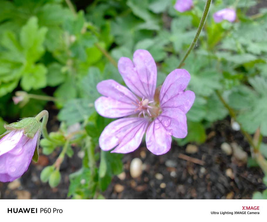 Testfoto mit der Kamea des Huawei P60 Pro