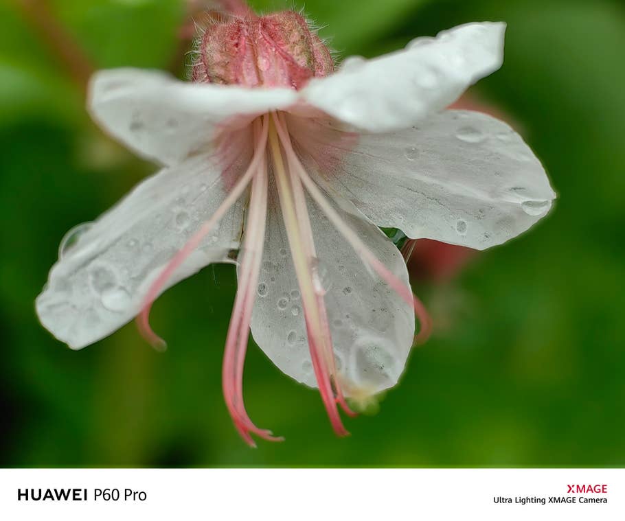 Testfoto mit der Kamea des Huawei P60 Pro