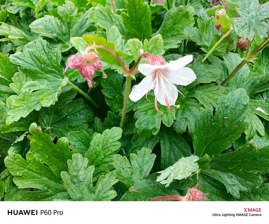 Testfoto mit der Kamea des Huawei P60 Pro