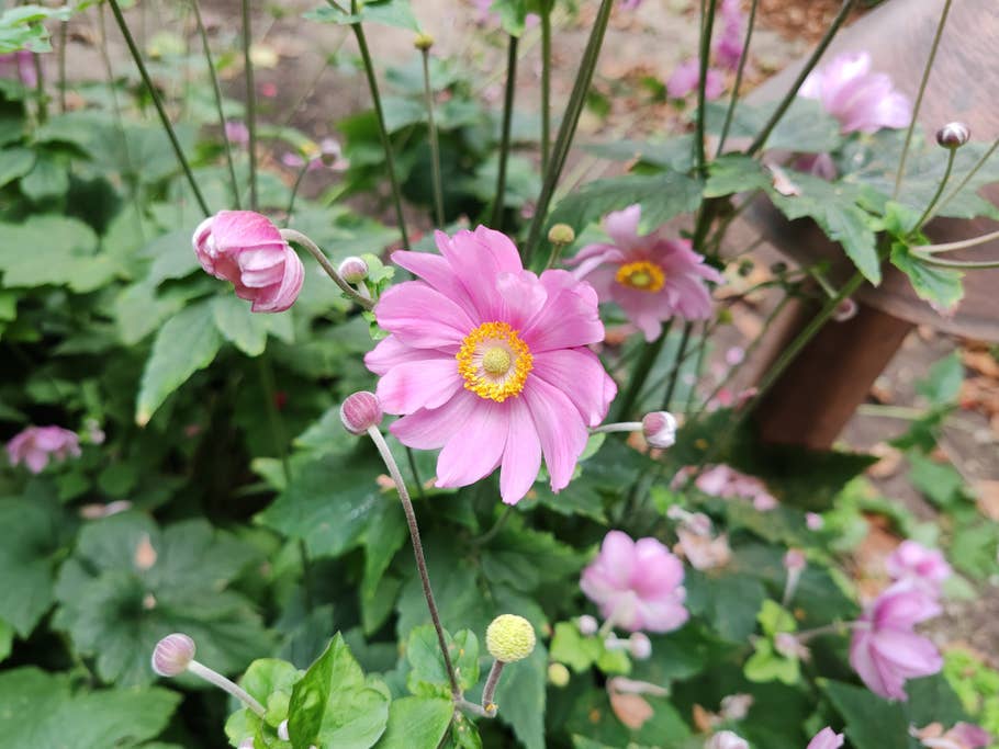 Testfoto mit dem Honor 90