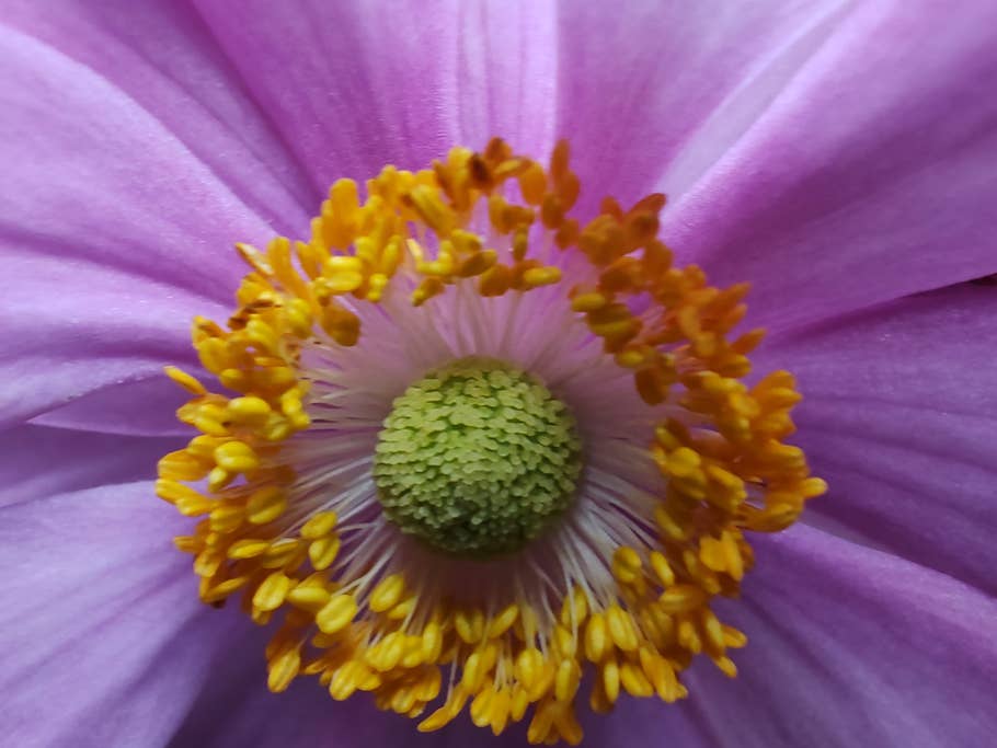 Testfoto mit dem Honor 90