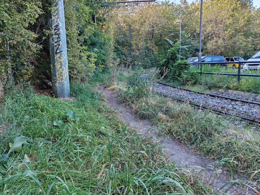 Testfoto mit dem Honor 90