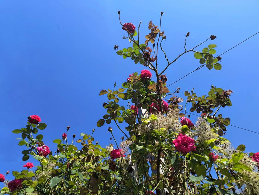 Testfotos des Motorola Edge 40 Neo