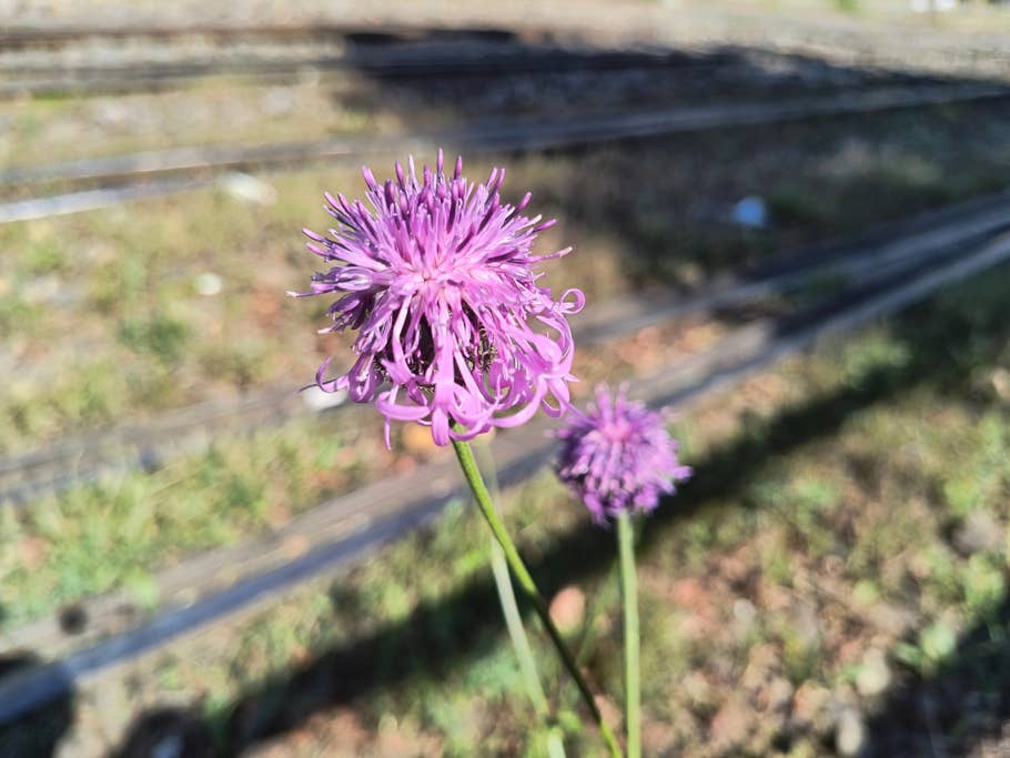 Testfotos des Motorola Edge 40 Neo