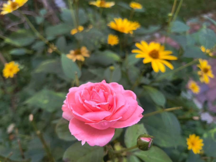 Testfotos des Motorola Edge 40 Neo