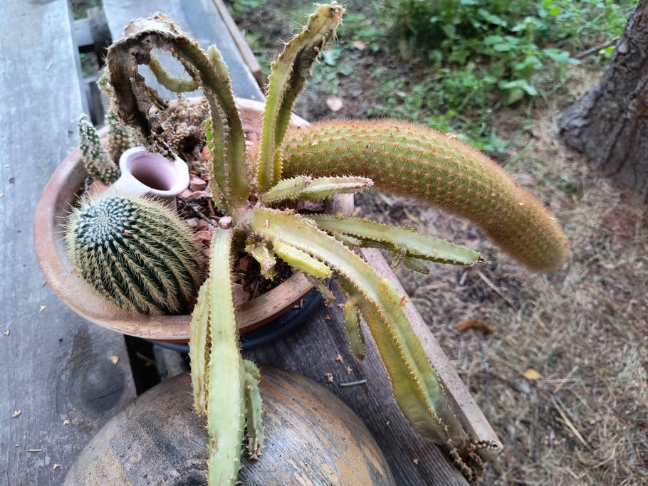 Testfotos des Motorola Edge 40 Neo