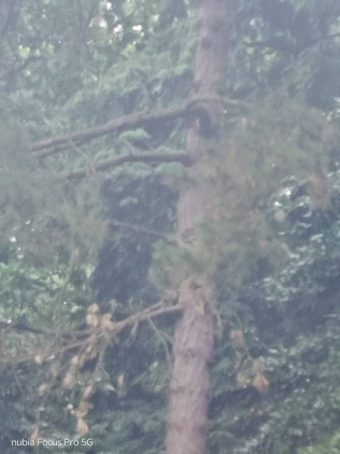 Hauptkamera des nubia Focus Pro 5G