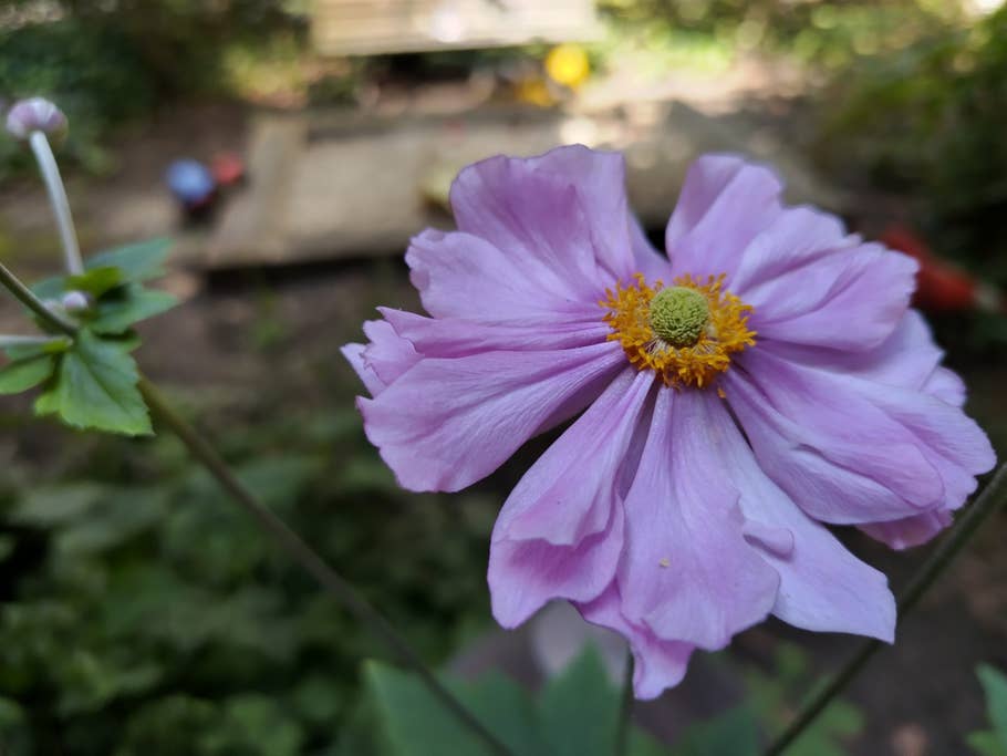 HMD Skyline: Hauptkamera