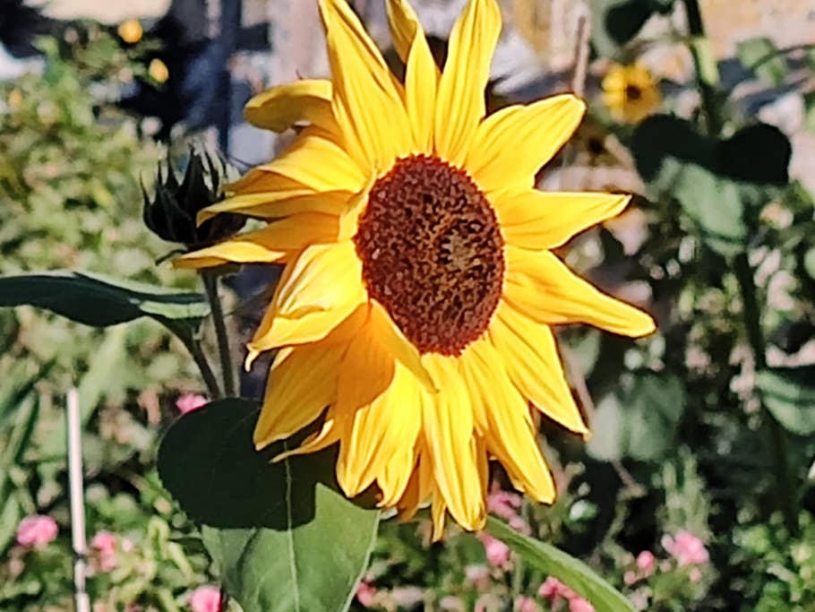 Hier seht Ihr ein Testfoto des Motorola Edge 30 Ultra