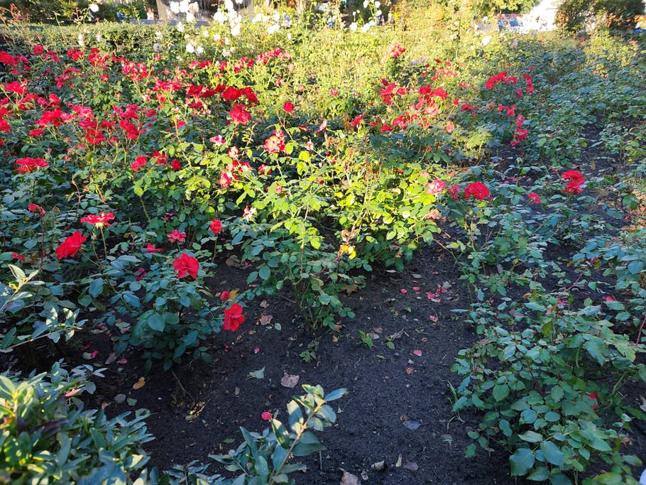 Hier seht Ihr ein Testfoto des Motorola Edge 30 Ultra