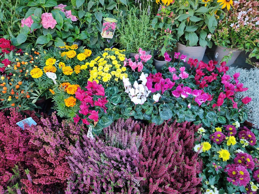 Hier seht Ihr ein Testfoto des Motorola Edge 30 Ultra