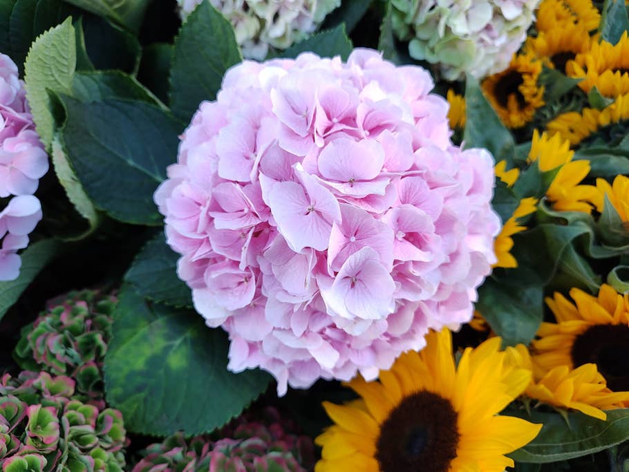 Hier seht Ihr ein Testfoto des Motorola Edge 30 Ultra