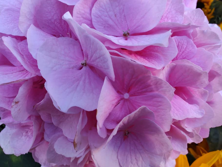 Hier seht Ihr ein Testfoto des Motorola Edge 30 Ultra