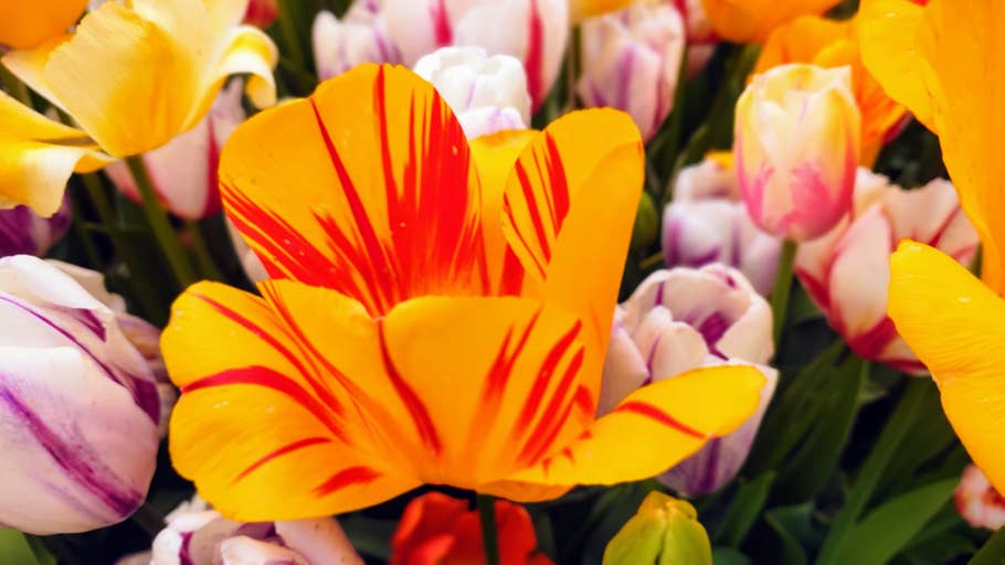 Poco M5 Pro Beispiel-Foto