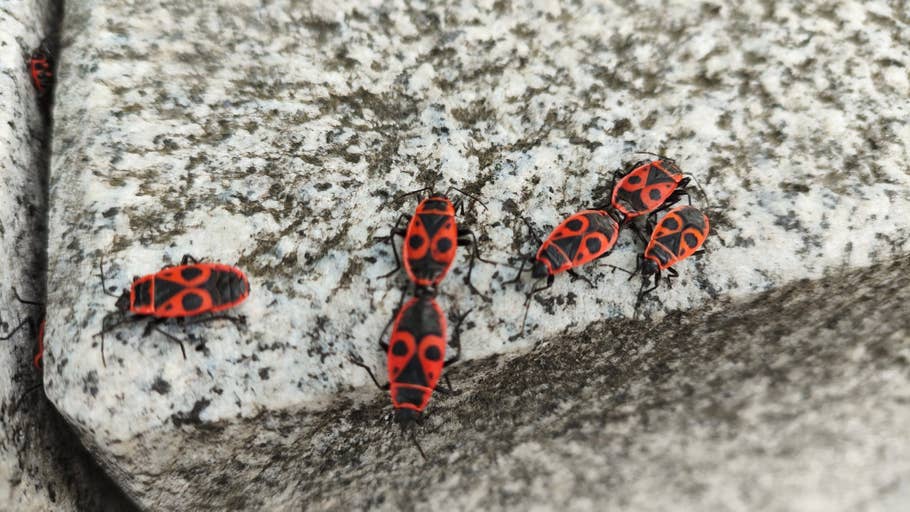 Poco M5 Pro Beispiel-Foto