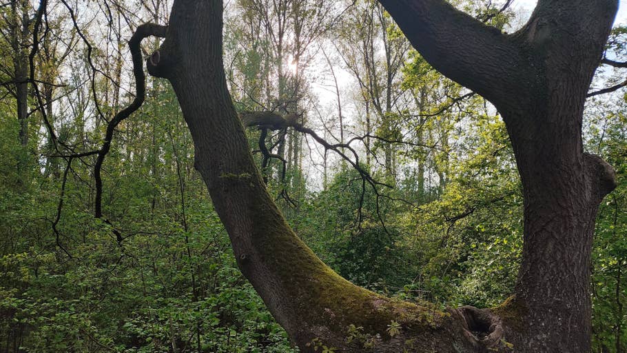 Poco M5 Pro Beispiel-Foto