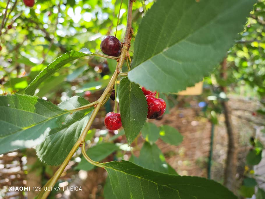 Test-Foto mit dem Xiaomi 12S Ultra