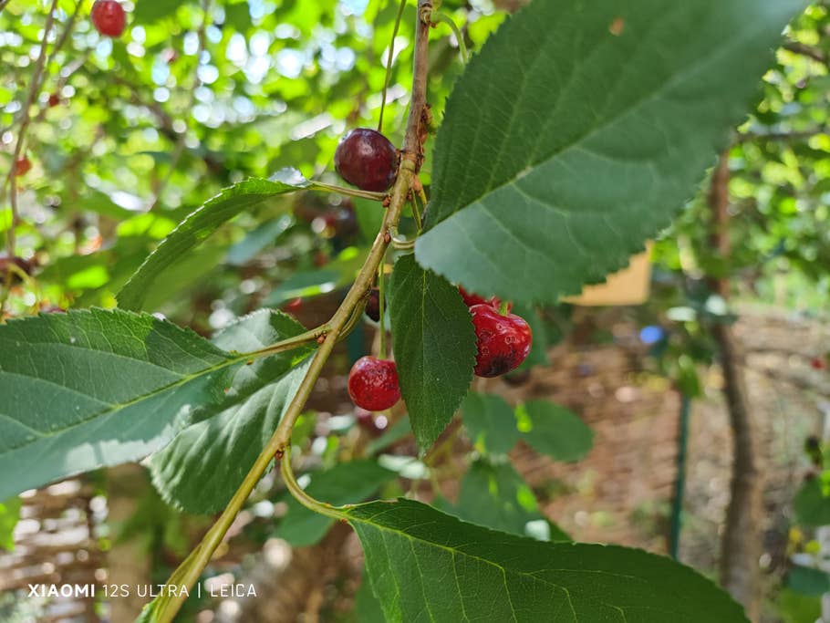 Test-Foto mit dem Xiaomi 12S Ultra