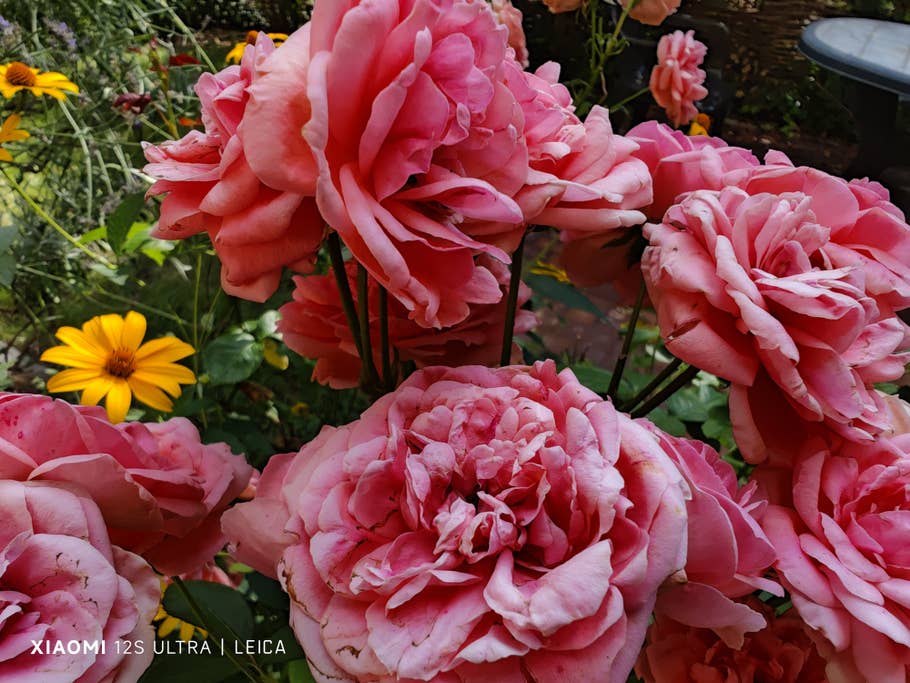 Test-Foto mit dem Xiaomi 12S Ultra