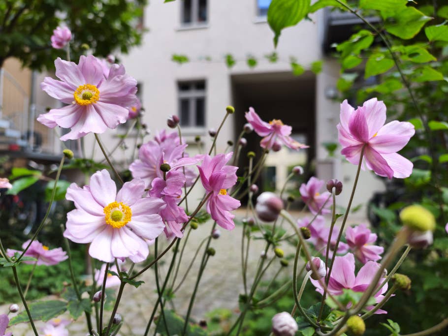 Test-Foto mit dem Xiaomi 12S Ultra