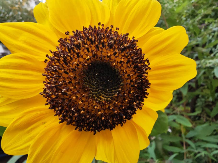 Test-Foto mit dem Xiaomi 12S Ultra