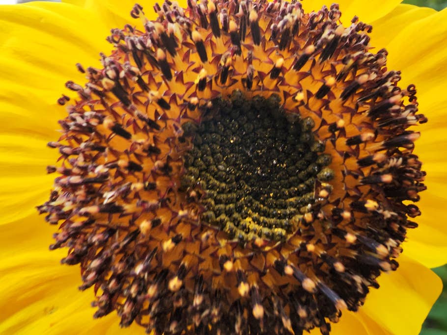 Test-Foto mit dem Xiaomi 12S Ultra