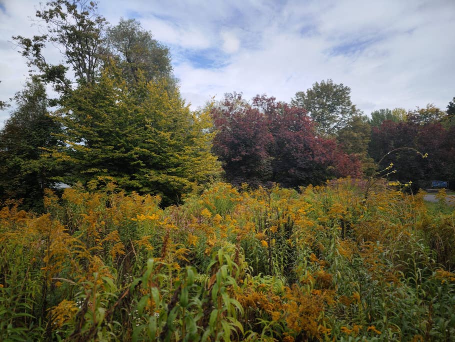 Test-Foto mit dem Xiaomi 12S Ultra