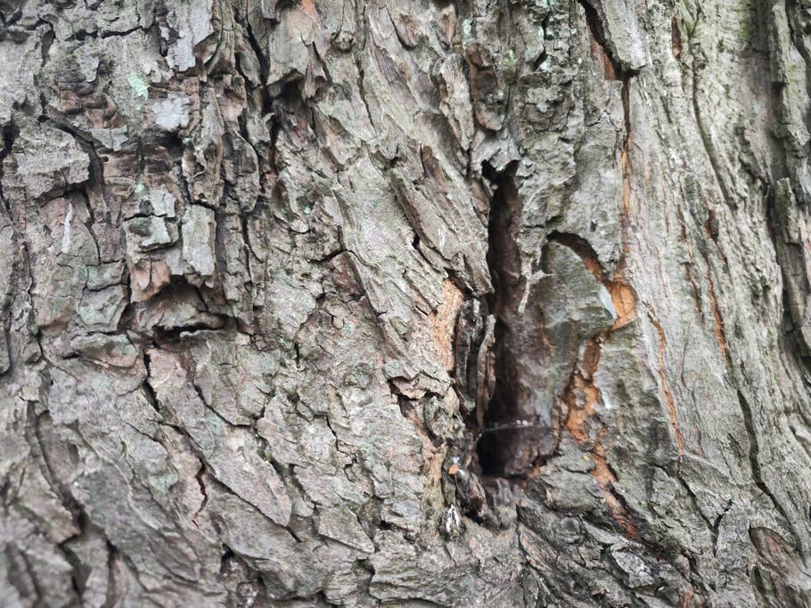 Test-Foto mit dem Xiaomi 12S Ultra