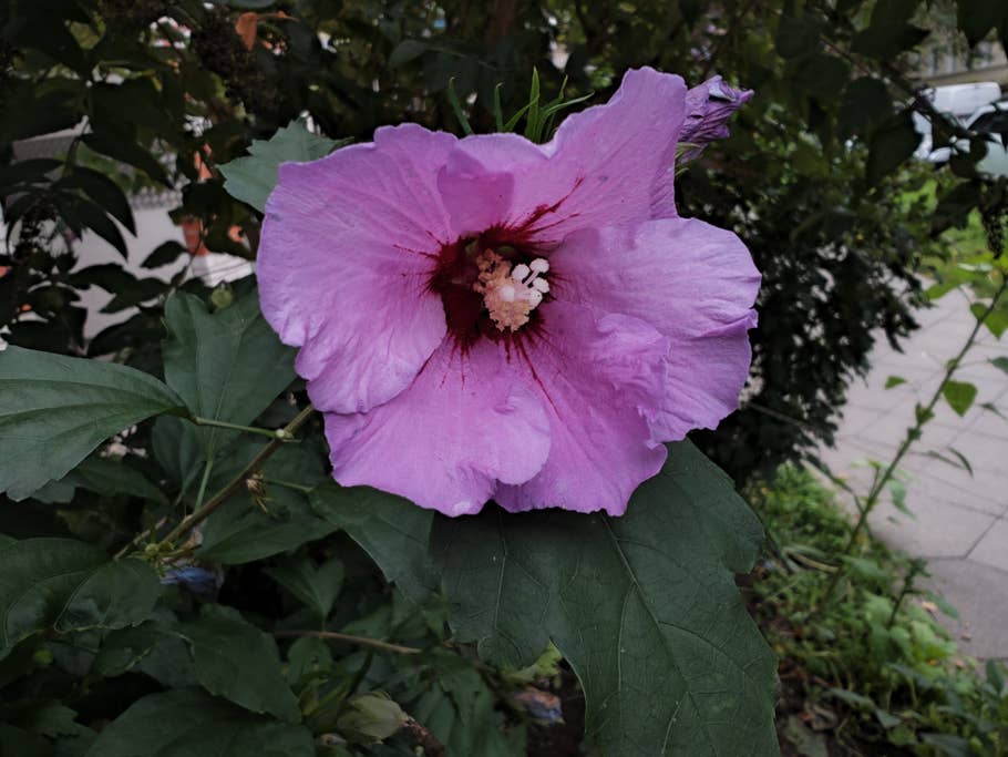 Test-Foto mit dem Xiaomi 12S Ultra