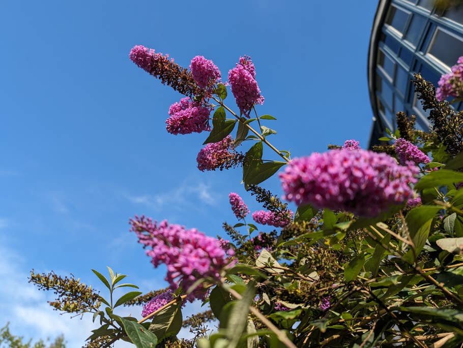 Google Pixel 8 Pro Testfoto