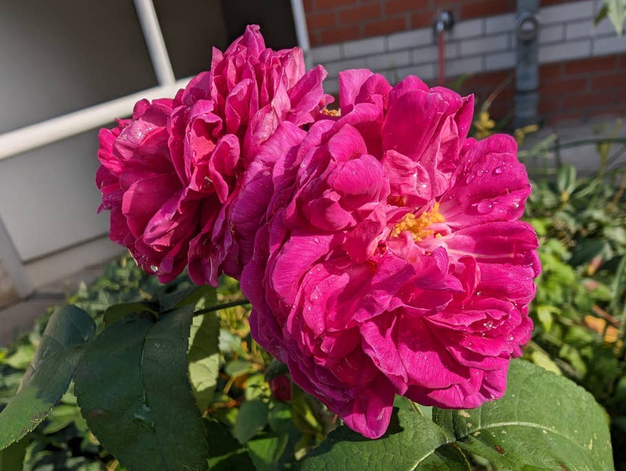 Google Pixel 8 Pro Testfoto