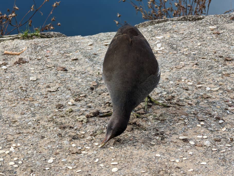 Google Pixel 8 Pro Testfoto